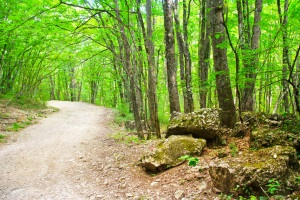 Transitare all'interno al parco con mezzi motorizzati e svolgere manifestazioni